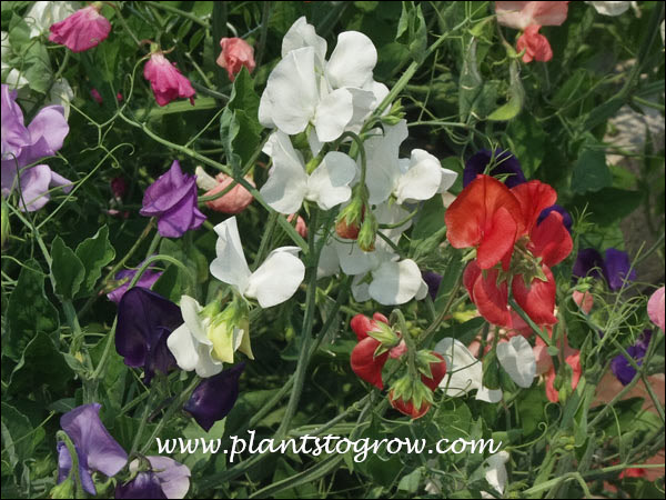 Sweet Pea (Lathyrus odoratus)
